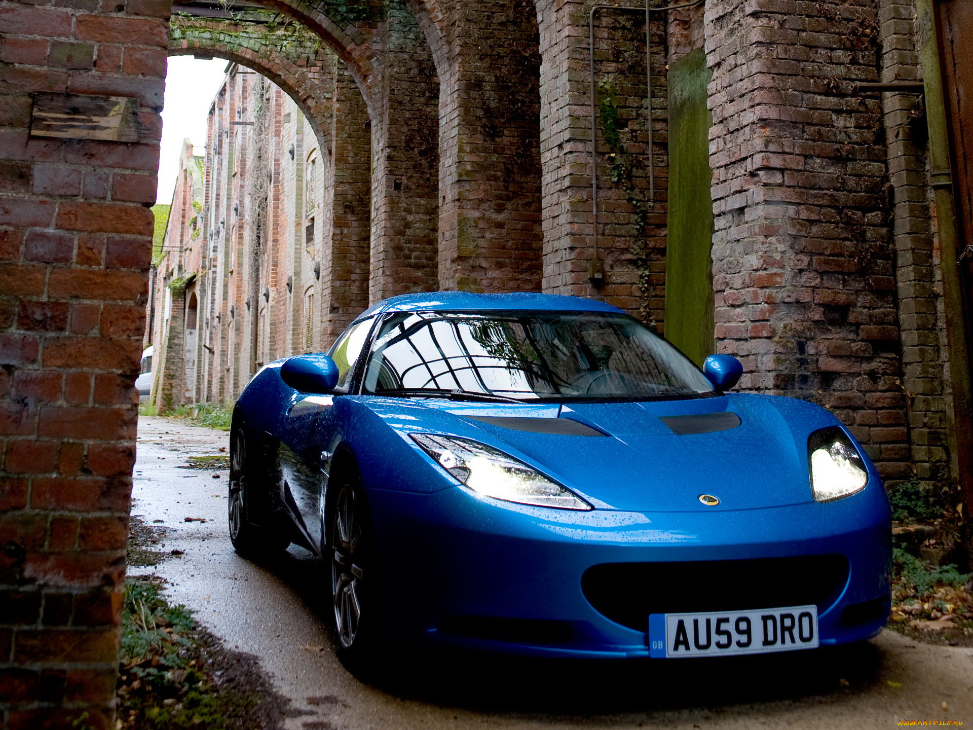 , lotus